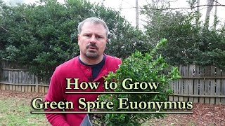 How to grow Green Spire Euonymus Upright Narrow Evergreen Shrub [upl. by Naihr]