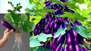 Easy to grow eggplant with new techniques​ Grow Eggplant With Banana [upl. by Eaner]