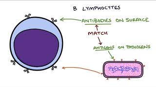 Understanding the Cells of the Immune System [upl. by Thad]