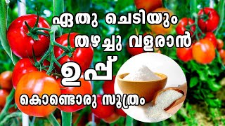 Epsom salt for plantsകുല കുത്തി കായ്പിടിക്കാൻ ഉപ്പ് കൊണ്ടൊരു വിദ്യEpsom Salt BenefitsEpsom Salt [upl. by Kire943]