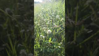 Flower grasses so beautiful shortvideo howtogrowportulaca gardenflower flowers nature [upl. by Amjan373]