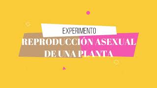 Reproducción asexual de las plantas EXPERIMENTO [upl. by Giddings]