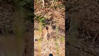 Lion cub calling mom ❤️ wildlife kruger animals shortsfeed viralvideo [upl. by Karmen]