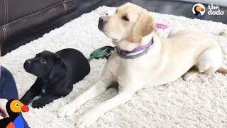 LIVE Service Dog Puppy Gets Training From Smudge the Guide Dog  The Dodo LIVE [upl. by Iarised]