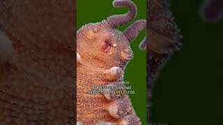 The Velvet Worm  Natures Fashionista [upl. by Alemac]