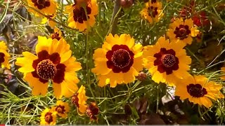 1814  Coreopsis Tinctoria  All season annual  Inhe kab kab grow karen  Tickseed Tick seed [upl. by Alburga]