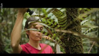 Broméliacées plantes qui fournit de leau et des nutriments par ses feuilles [upl. by Anilahs]