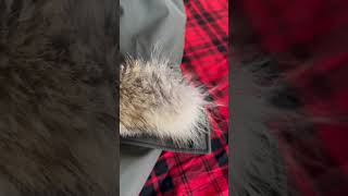 Coyote Parka Review American Company GFWmarket [upl. by Gnil]