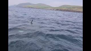 Basking Shark Dursey Island 12 May 2024 [upl. by Teiluj]