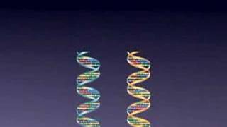 SNPs  Single Nucleotide Polymorphisms [upl. by Sibella]