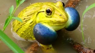 Indian Bullfrog  Amazing Frog Sound  Yellow Frog Call  Tiger Frog [upl. by Becky]