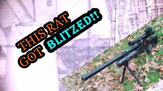 Hatsan Blitz 22 cal pesting with Megaorei 3 night vision scope [upl. by Dannica708]