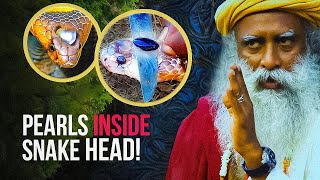 No One Will BELIEVE What Sadhguru EXPLAINED👆🏻About SNAKES [upl. by Curtis]