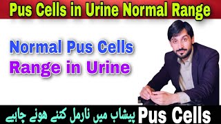 pus cells in urine normal range hpf [upl. by Erodaeht]