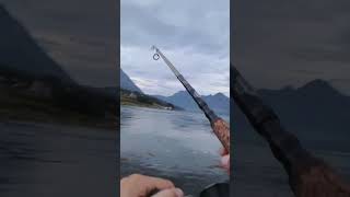 Fish every cast  norway Fjord fishing [upl. by Ellie]