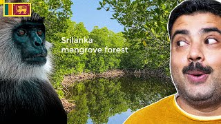 EP 12  Bentota River Safari  Sri Lankas Mangrove Forest  Travel Vlog  MY FAV COUNTRY [upl. by Ellga]