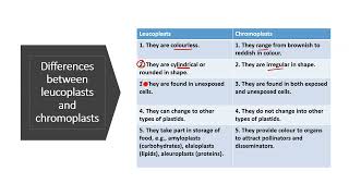 Differences between leucoplasts and chromoplasts  leucoplasts and chromoplasts class 9 [upl. by Trawets]