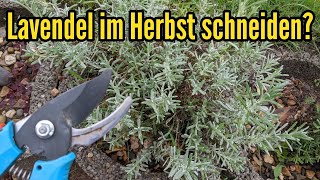 Macht es Sinn Lavendel im Herbst zu schneiden oder besser bis zum Frühjahr damit warten [upl. by Huppert]