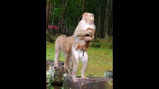 What happen wrong Mom carry baby stand up look around shorts youtubeshorts monkey animals [upl. by Hamner]