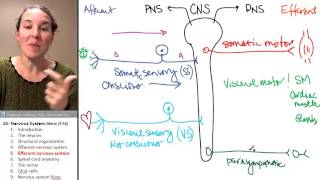 Nervous system 5 Efferent NS [upl. by Babara]