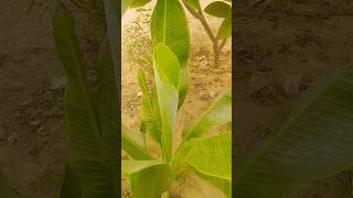 How to banana plant 🍌🍌 shortsfeed ytshorts short [upl. by Euqcaj]