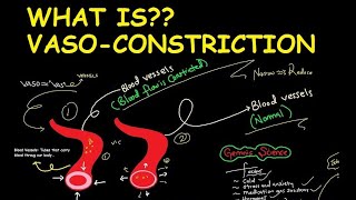 What is Vasoconstriction [upl. by Dnalyar378]