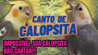 canto de calopsita 1 hora de canto de calopsita para ensinar a sua calopsita a cantar [upl. by Eidnac]