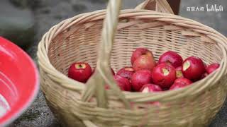 It is a good herb in the hearts of herbalists and it is also your favorite delicacy Hawthorn [upl. by Ashley]