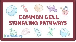 Common cell signaling pathway [upl. by Anauq]