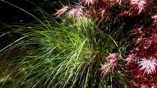 How to grow Maiden Grass  Gardening 101 by Dr Greenthumb [upl. by Tabber]