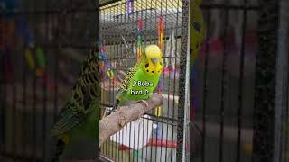 Super Amazing  Boba the Budgie  Talking Parakeet shorts [upl. by Murrah938]