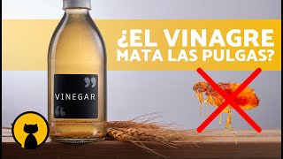 Cómo ELIMINAR PULGAS en GATOS con VINAGRE 🐱🕷️ Remedios para las Pulgas ✅ [upl. by Remliw]