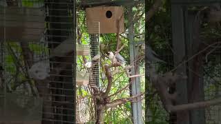 Voliera Esotici Aviary Finch Diamante di Gould  Tortora Diamantina [upl. by Arrahs]