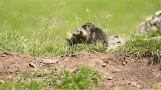 Une vie de marmotte  Parc national des Pyrénées [upl. by Anawahs32]