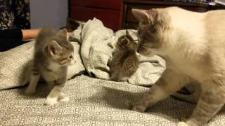 5 week old kitten vs daddy cat [upl. by Laird]