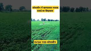 1135 soyabean varaity 1135 soyabean shorts viral ytshorts dharmenthakur madhyapradesh [upl. by Eydie]