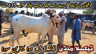 Taxila Mandi Part 2 Latest Update 31 May 2024  155K Behtreen SodaQurbani Bakra Eid Cow Mandi 2024 [upl. by Redmond]