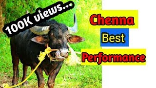 Kambala  CHENNA best performance [upl. by Dnaltiac]