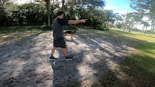 Ivan Balabanovs Training Without Conflict German Shepherd Recall Off Prey Session 2 [upl. by Philpot944]