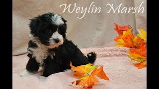 Havanese puppies born August 7 2024 [upl. by Sukey]