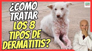 🔴 ¿CÓMO TRATAR TODOS LOS TIPOS DE DERMATITIS EN PERROS ✅ [upl. by Enylecoj]