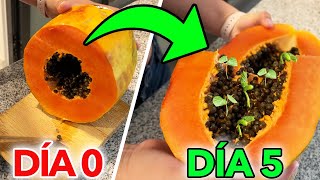 🧡 Cómo GERMINAR Semillas de PAPAYA en CASA 🤩 Así lo puedes hacer PASO A PASO [upl. by Froemming]