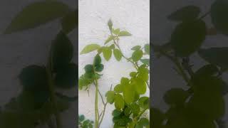 Cutting growth 😍🌱rosebudtrendingshorts nature gardenplants houseplants outdoorplants indoor [upl. by Akemak]