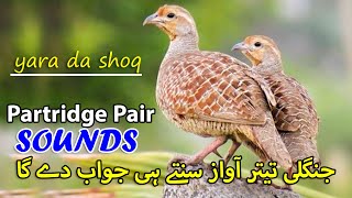 Teetar Pair Voice Partridge Pair Vounds  Francolin Female Voice  Partridge Male Sounds [upl. by Marella291]