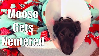 DOG NEUTER My Dogs Neuter Surgery Experience and Recovery Vlog [upl. by Tubb]