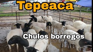 Así es TEPEACA y su área de BORREGOS [upl. by Sabino]