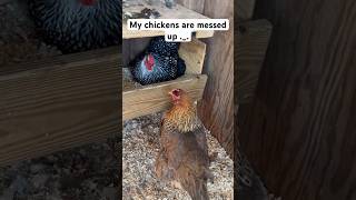 What is wrong with my chickens chickens chickenshorts chicks funny backyardchickens [upl. by Blanch]