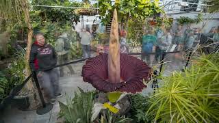 Time Lapse of the Corpse Flower Blooming  CSU College of Agricultural Sciences [upl. by Chitkara764]