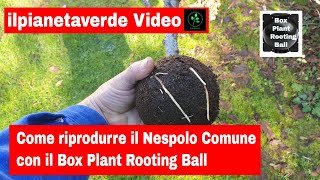 Come riprodurre con la margotta il Nespolo Comune Mespilus Germanica con il Box Plant Rooting Ball [upl. by Avlem10]