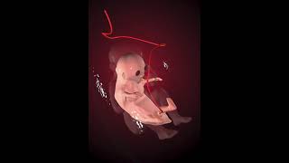 miraculous stages of fetal development education [upl. by Sherj]